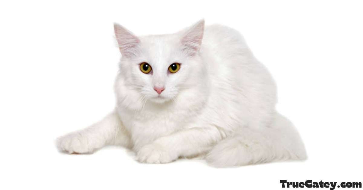 Maine Coon White