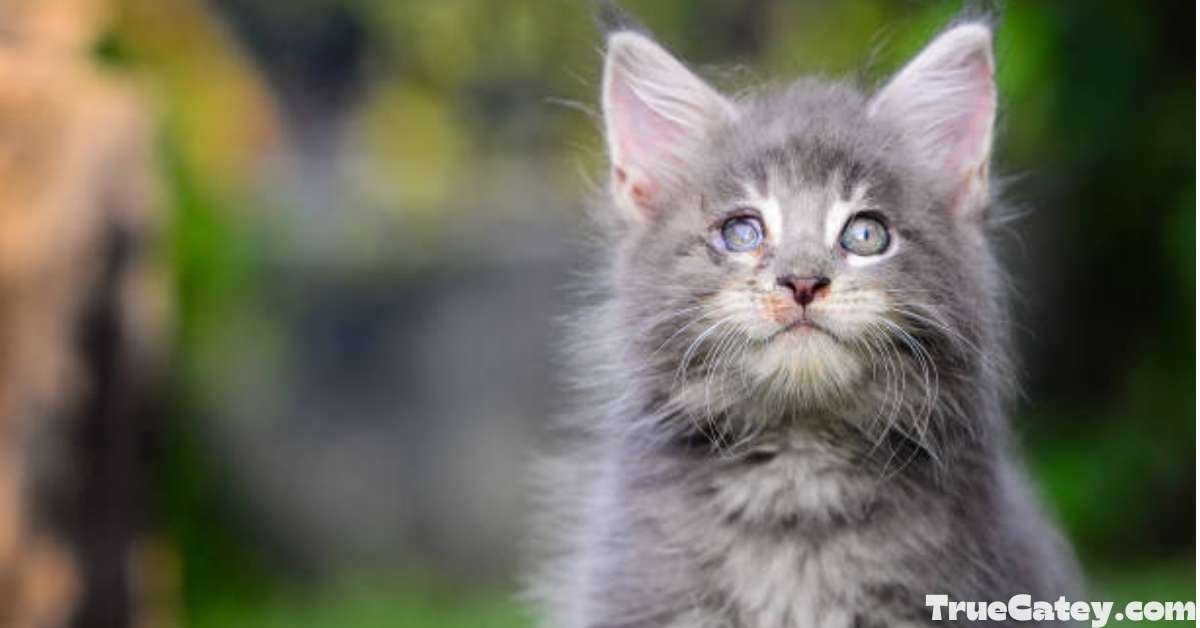 Polydactyl Maine Coons