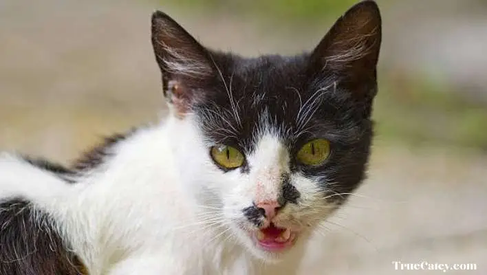 Maine Coon Black and White