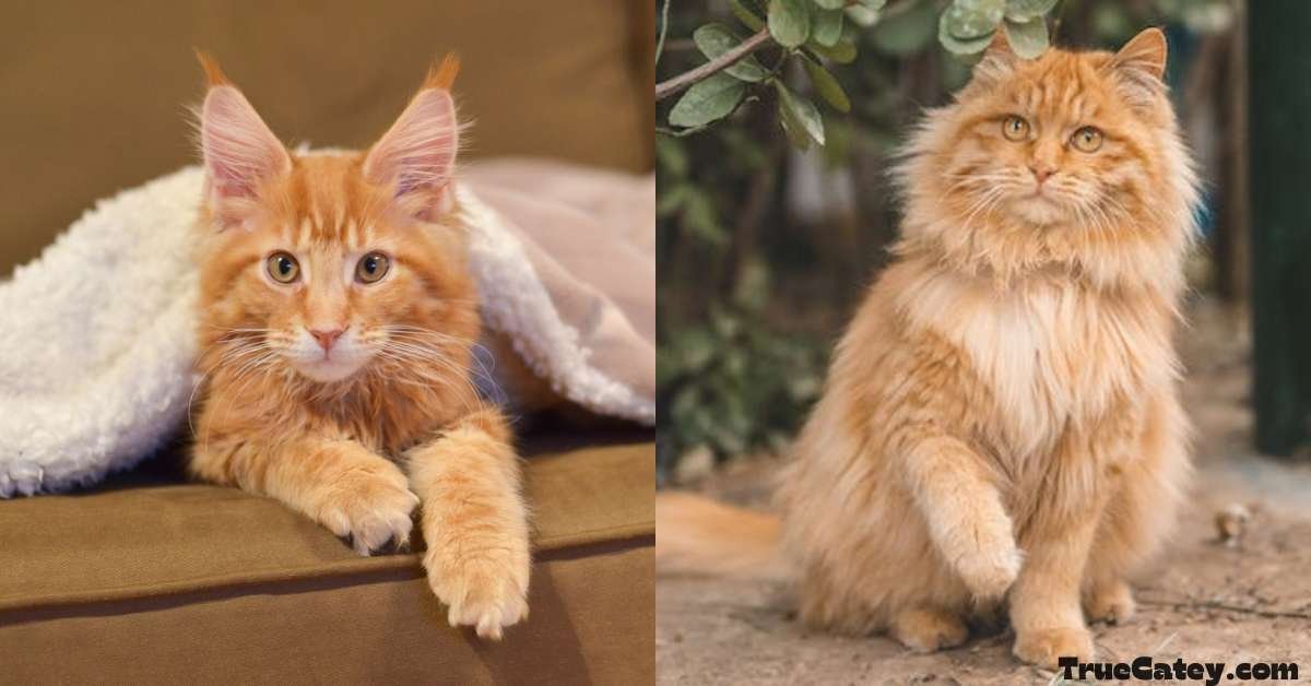 Orange Maine Coon Kittens