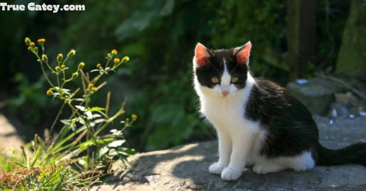 Black And White Maine Coon Cats